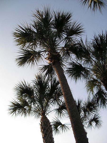 Tall Palmetto Trees reaching upward